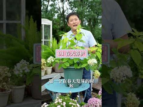 四季開花喬木|【四季開花喬木】四季綻放的絕美喬木：全年盛開的視覺饗宴 – 每。